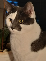 Mkuijs